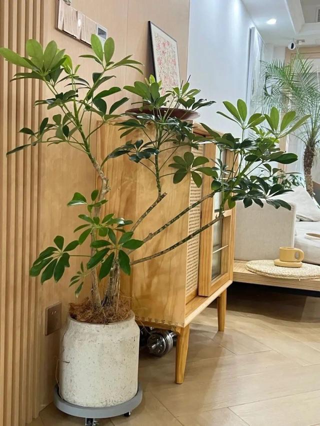 最适合客厅的十大植物，吉利又能吸“废气”