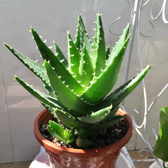 纯氧气能吸吗，纯氧气可以呼吸吗（建议养些“健康花”）