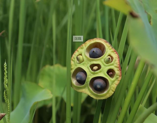 莲藕种子怎么种植方法，莲藕栽培与种植