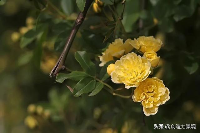 木香花是什么，木香花是什么样子的（美色不逊月季的爬藤植物——木香花）