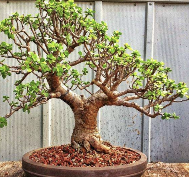 金枝玉叶花语是什么，玉叶金花的花语（“家有6种花）