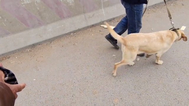 拉布拉多幼犬价格多少钱一只，拉布拉多犬幼犬价格（拉布拉多幼犬价格）
