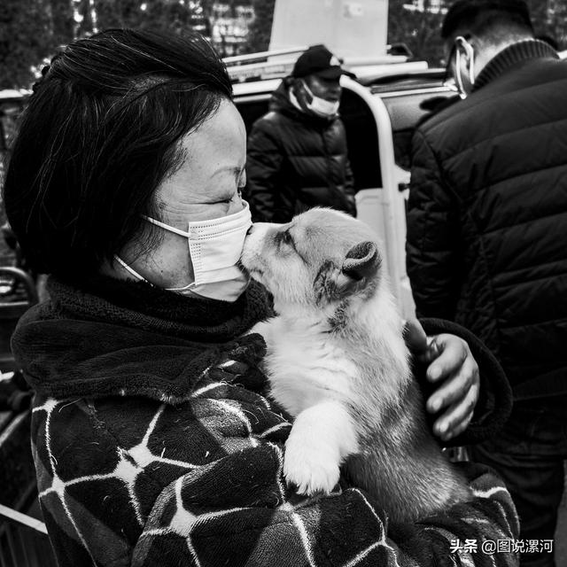 宠物市场在哪里，成都的宠物狗市场在那里呀（漯河宠物市场印象）