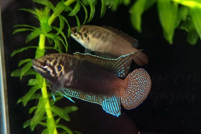 白色的鱼是什么鱼，白色的观赏大鱼是什么鱼（黑龙江鱼类之“三十二杂鱼”图谱）