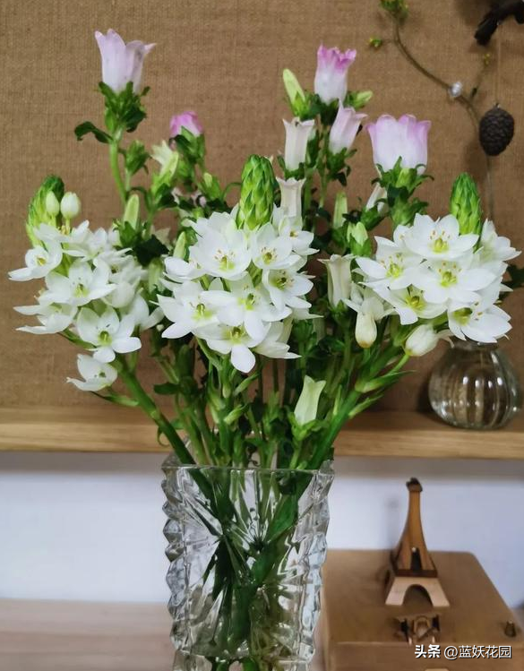 圣心百合的养殖方法和技巧，高端切花素材圣心百合