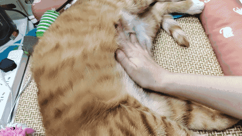 怎样抱猫咪最舒服，怎样抱猫咪最舒服图片（史上最全猫咪按摩宝典）