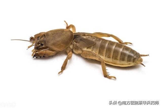 蝼蛄属于哪类昆虫，蝼蛄是昆虫还是非昆虫（是一味利水消肿良药）