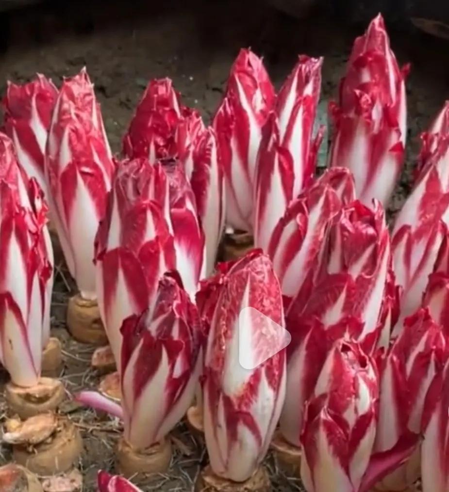 玉兰菜和白菜有什么区别(紫色玉兰菜) - 农业 - 爱宁信息网