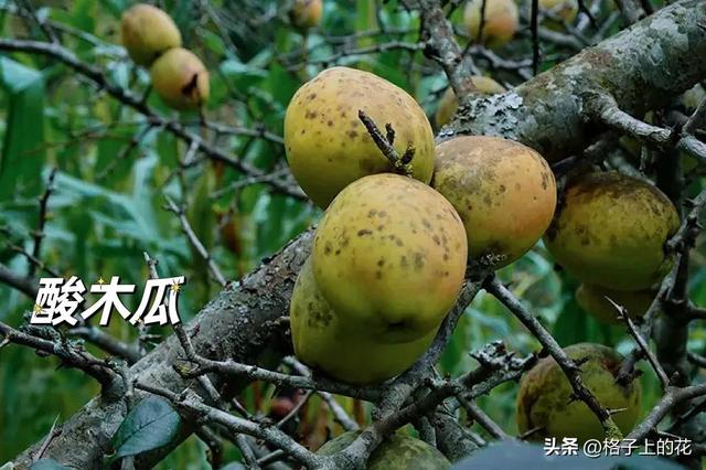 木瓜为什么是苦的，其实它才是真正的本土木瓜
