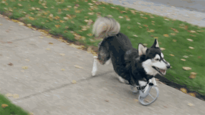 最不忠心的五种狗，最忠心的五种狗（最“忘恩负义”的5种狗）