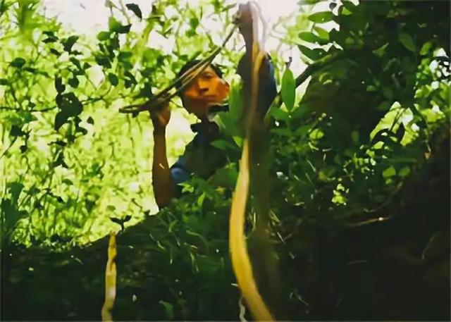 一般燕窝的价格多少钱一克，燕窝通常多少钱一克（儿子却上工地也不学采燕窝）