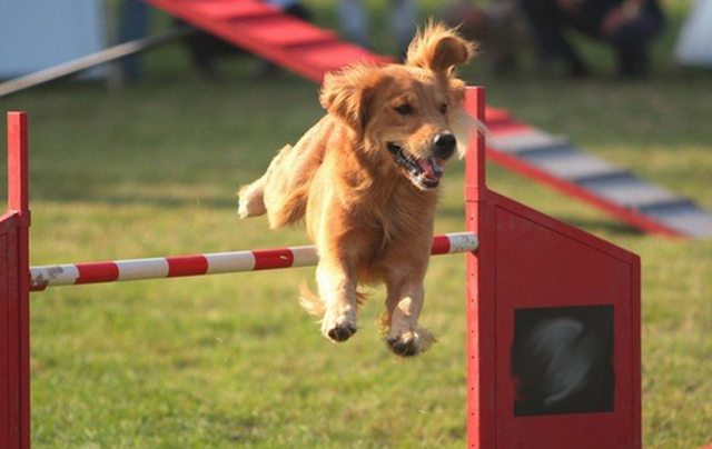 训犬的正确方法和忌讳，训练狗子要用正确的方法