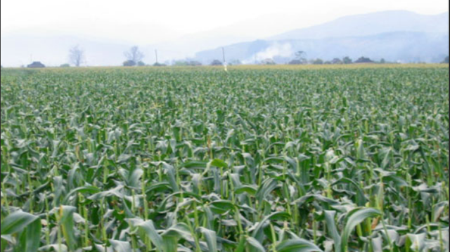 湄公河惨案主谋结局，湄公河血案制造者糯康