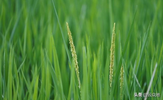 嘧啶核苷类抗菌素，这个药具有超强抑病菌作用（水稻种植能使用的生物农药总结）