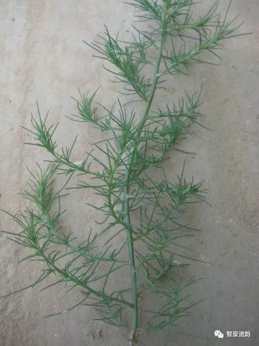 鬼圪针，鬼根针是什么？据说可以泡茶喝。有什么要求（郭进拴，黄河黄，长江长）