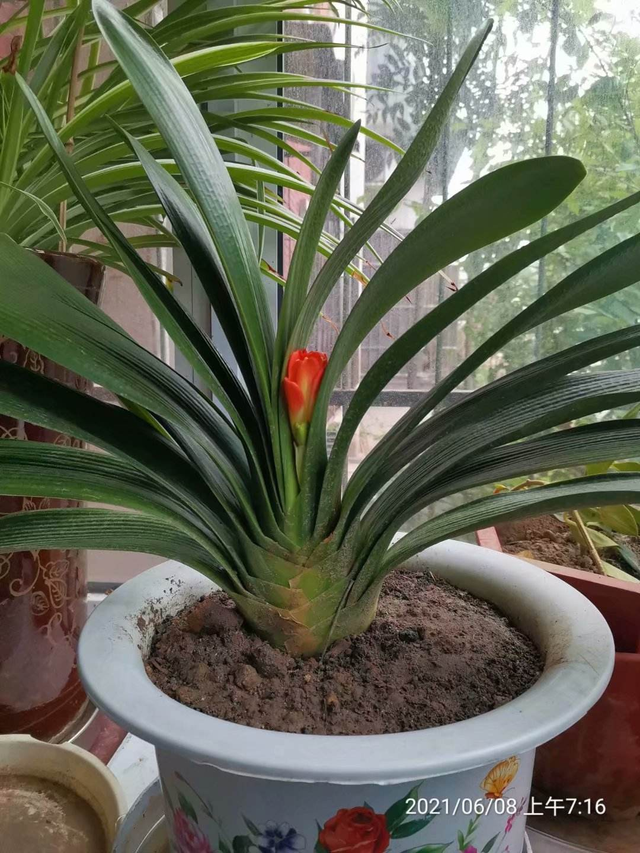 君子兰图片，学会什么叫“春化”（君子兰盆景图片）
