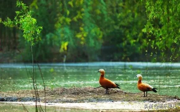 阜阳有什么好玩的地方景点，安徽阜阳太和有什么好玩的（安徽-阜阳十景）