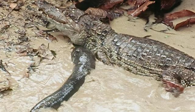 电鳗为什么会放电，电鳗为什么会放电百科（放电瞬间电压高达800伏特）