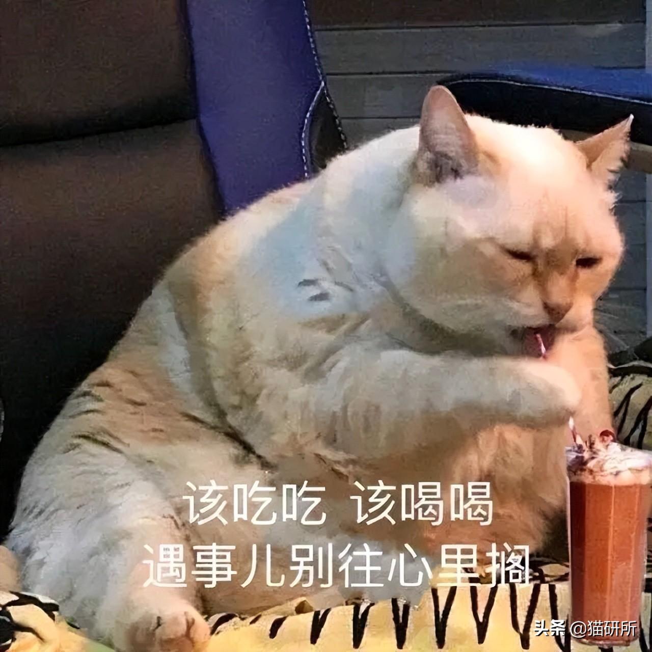 男猫咪高贵洋气的名字(有创意的公猫咪名字大全)
