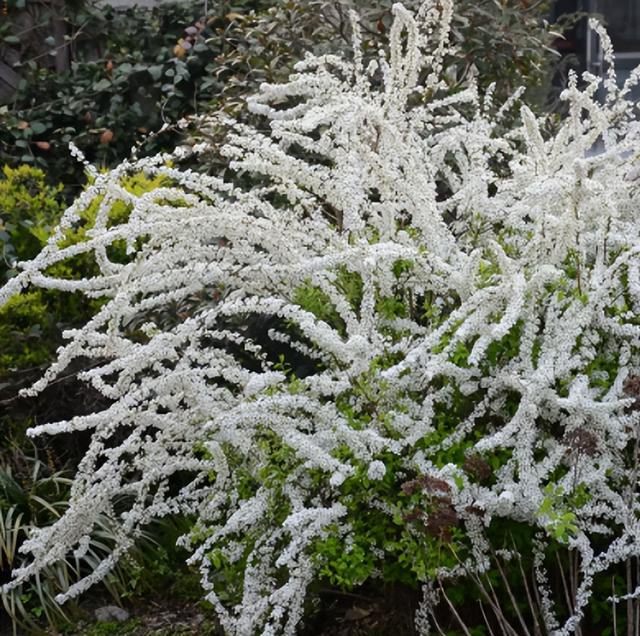 冬季里最耐寒的15种花卉，冬季里最耐寒的15种花卉庭院（小院可以种40种花）