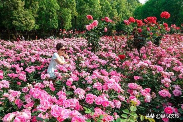 市花和市树是什么，杭州的市树和市花是什么（昆明400亩网红月季花海）
