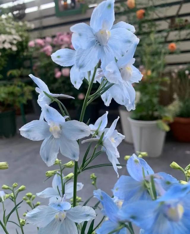 春天开的常见的花，春天开的常见的花图片（超齐全的播种时间表）