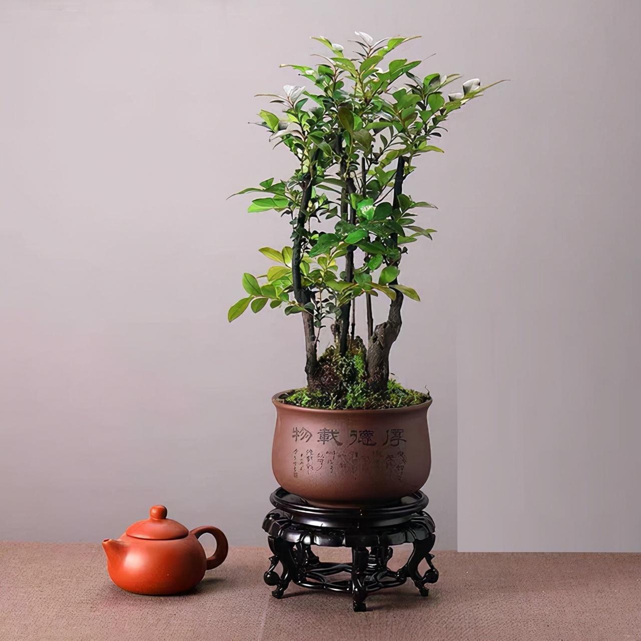 小叶紫檀花卉作用(盆栽小叶紫檀的养护)-柯彬网