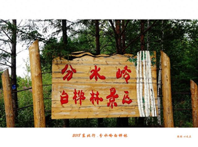 东三省行游影记（70）——漠河分水岭白桦林景区