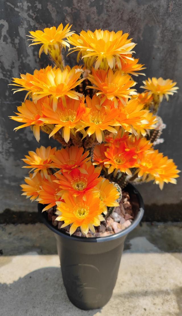 2,喜欢仙人球,就养"金刚"系列,颜值高,超爱开花,养护也简单