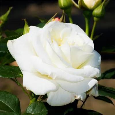 红玫瑰花语是什么意思，红玫瑰花代表什么意思（红玫瑰、白玫瑰、黄玫瑰、粉玫瑰的区别）
