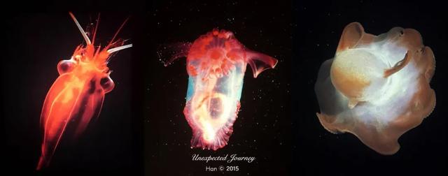 什么是具足虫，具足虫平安名堇（窥探奇异生物的世界）