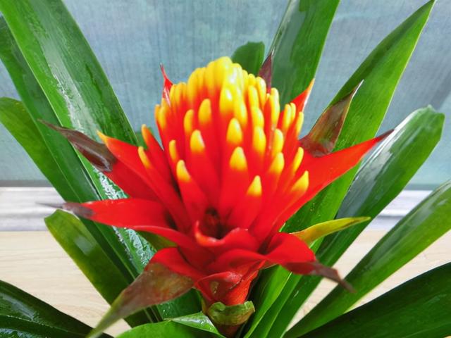 花，花好月圆人长久（72种鲜花欣赏图片）