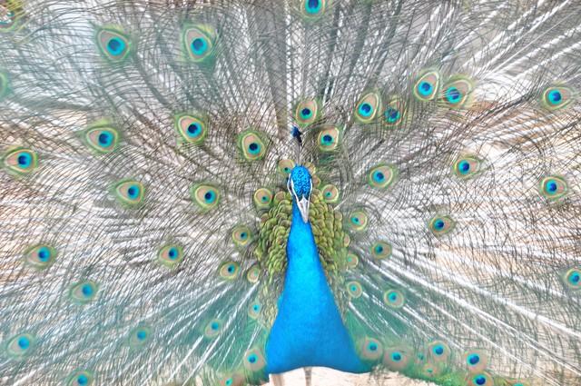 做什么梦说明爱情要来了，什么梦预示真爱到了（爱情魅力追求梦）