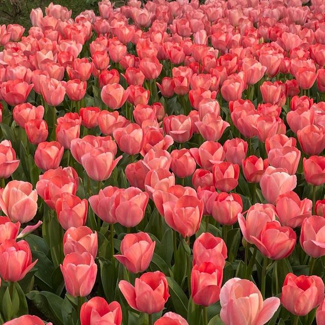 朋友圈图片，朋友圈图片折叠是怎么回事（分享一些治愈又个性的朋友圈背景图）