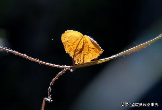 拍照片基本技巧，拍照片基本技巧和方法（可以提升照片的美感）