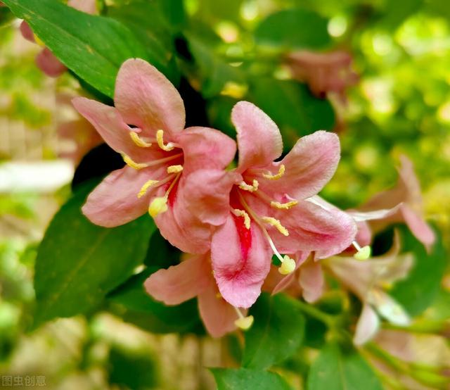 五彩锦带的养殖方法和注意事项，五彩锦带的养殖方法和注意事项有哪些（愿你人生前程似锦、绚丽多彩）