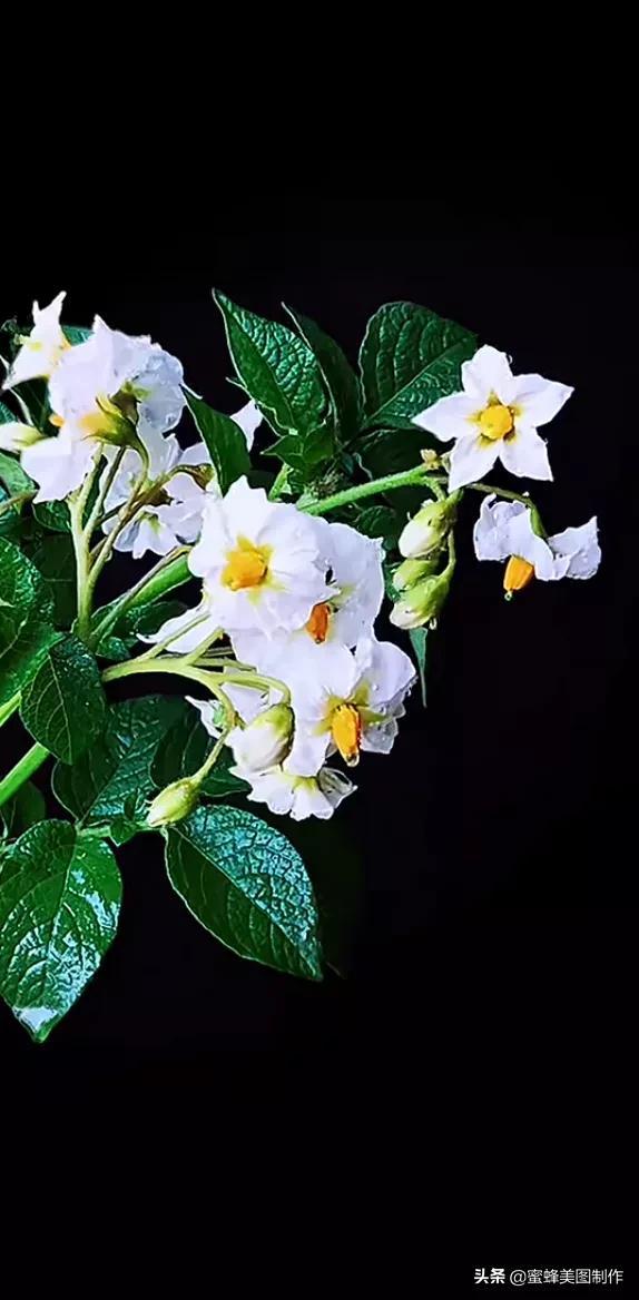 适合发心情的图片   赏图愉快哦:），关于发心情的图片（鲜艳欲滴的花朵）