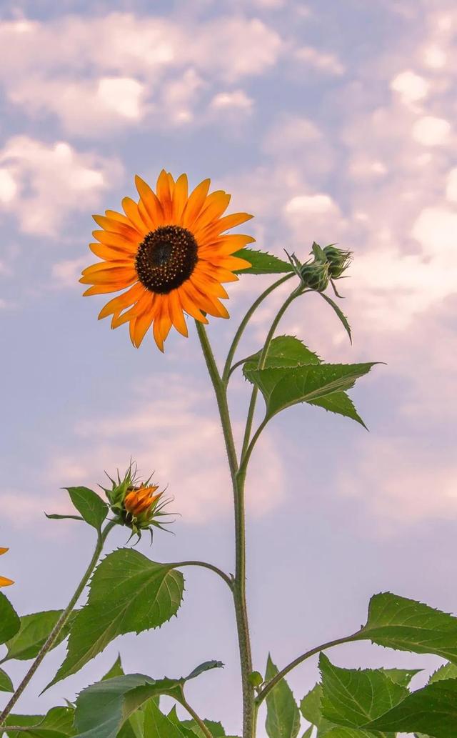 向日葵长什么样，向日葵的茎是什么样的（分享图片，生机勃勃的向日葵）