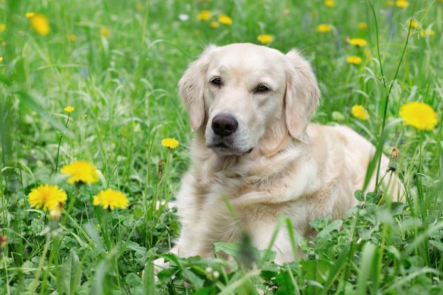 狗与犬的区别在哪，狗和犬的区别（为什么狼群不敢招惹牧羊犬）