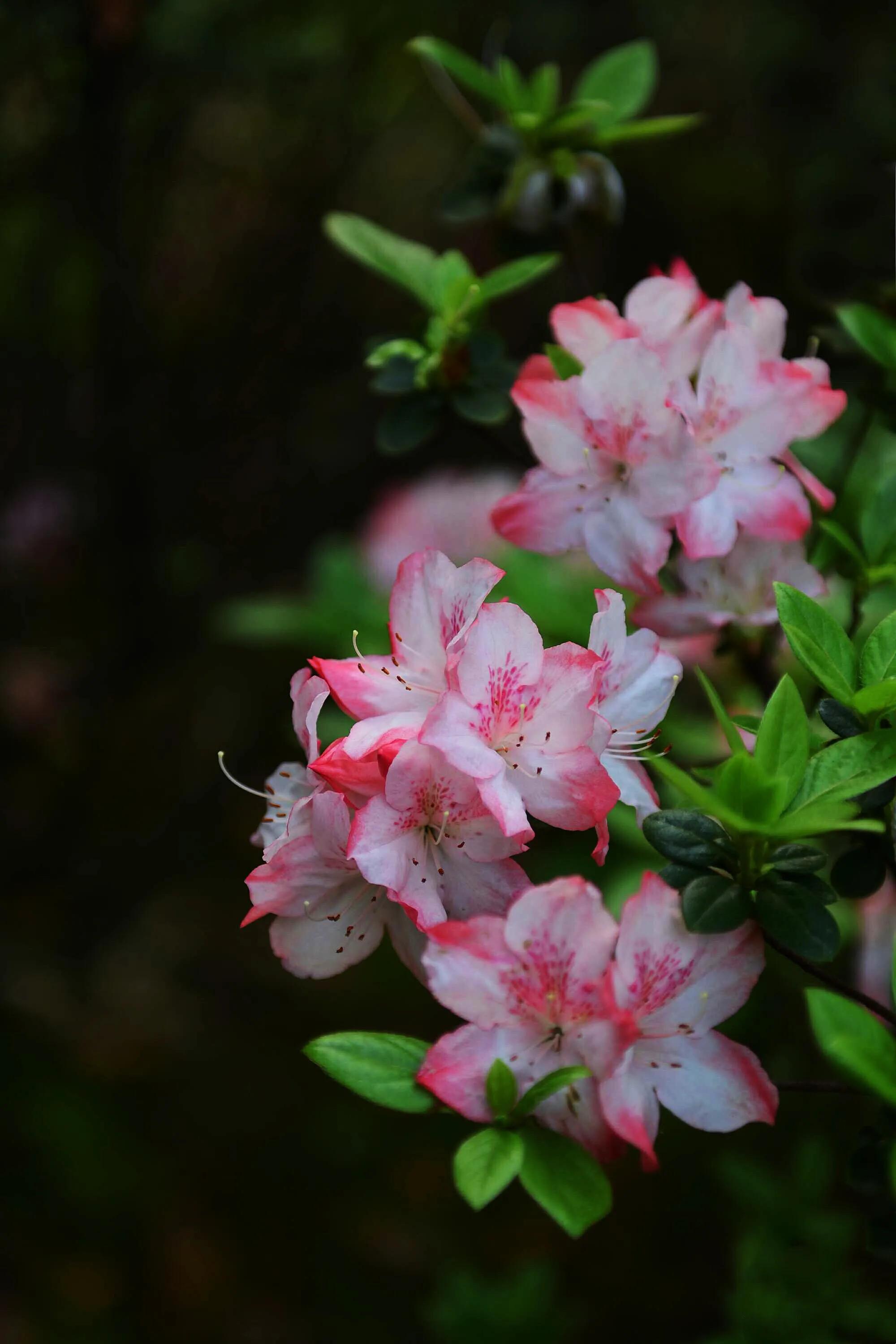 姹紫嫣红杜鹃花(皋月杜鹃五彩夏鹃品种图片) - 彝家农业网