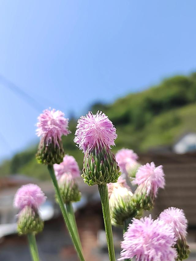 泥胡菜的食用方法，的价值及食用方法