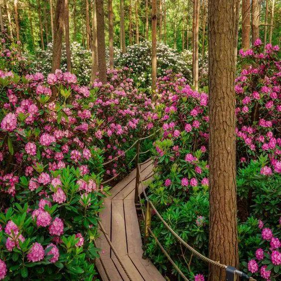 用来比喻爱情的动物，用动物比喻爱情的句子（也该成为四川人的恋爱标配）