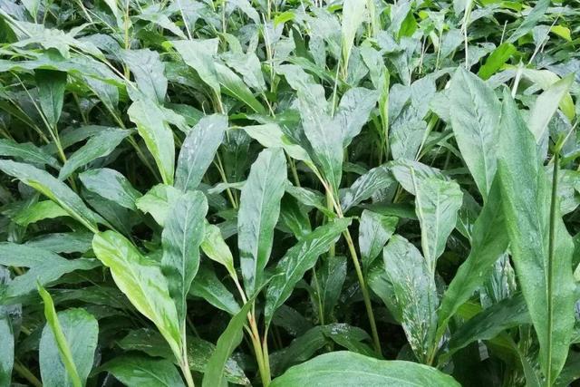 姜的种类和功效，姜的种类和功效和作用（12种姜科的辛香料）