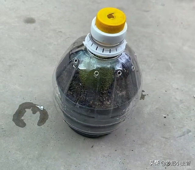 种菠萝蜜生活小妙招，把整个菠萝蜜埋花盆里