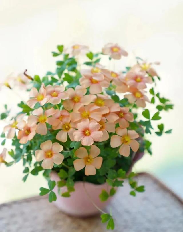 春天开的常见的花，春天开的常见的花图片（超齐全的播种时间表）