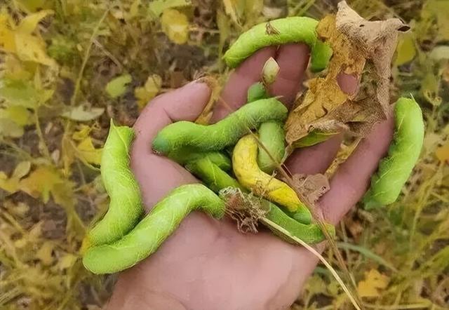桂花蝉是不是蟑螂，桂花蝉是不是蟑螂的（还有5种小动物也能卖钱）