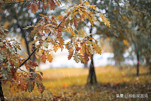 秋雨的特点，秋雨的特点要读出什么语气（三年级语文上册第6课《秋天的雨》课文讲解）