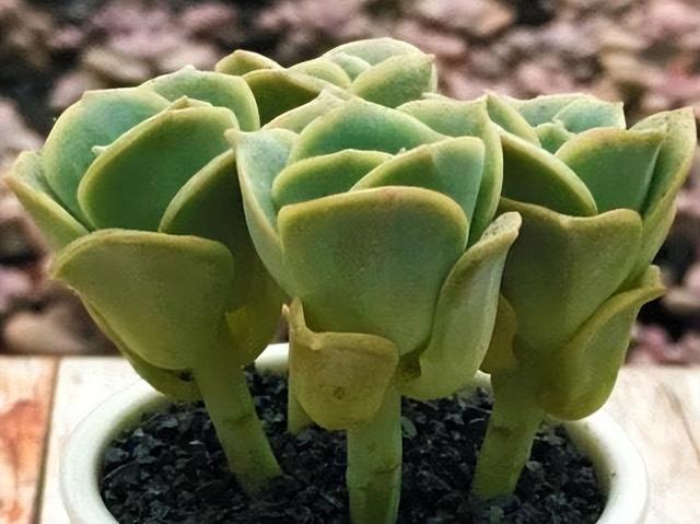 可爱玫瑰的养殖注意事项，可爱玫瑰的养殖方法（河南花友只露养了3天的可爱玫瑰）