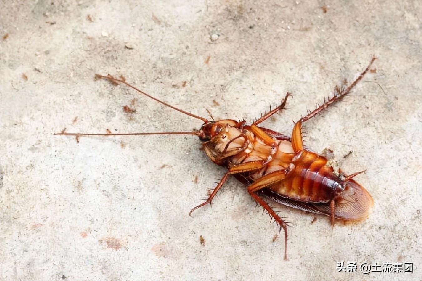家里时不时有蟑螂仰翻在地上，蟑螂为什么会仰翻在地上（家里出现蟑螂预示什么）