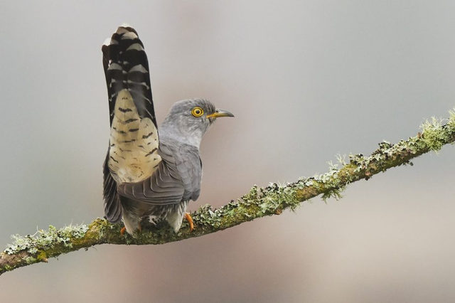 布谷鸟叫有什么征兆，布谷鸟来窗前吉凶（为什么哪儿都听不到大杜鹃“布谷布谷”的叫声）
